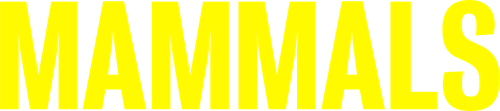 Mamíferos