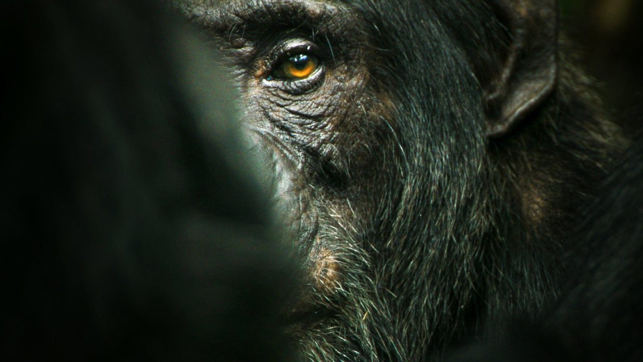 El imperio de los chimpancés S01E03