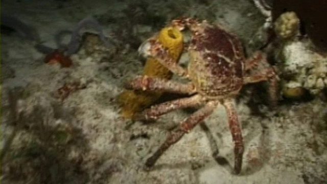 Bob Esponja S00E25