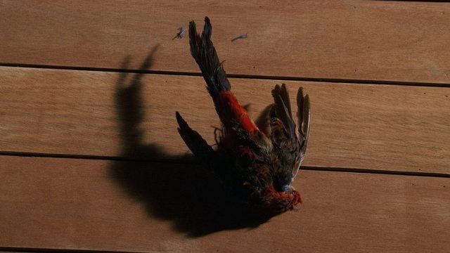 Lost S01E14