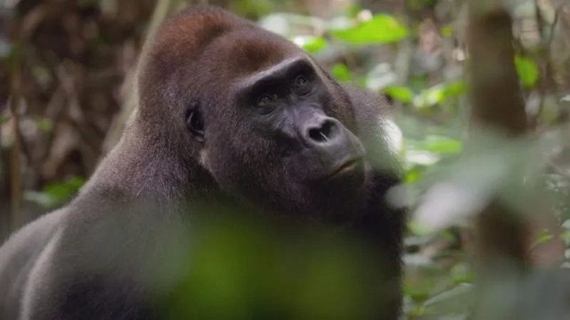 Africa: El corazón de la Tierra S01E02
