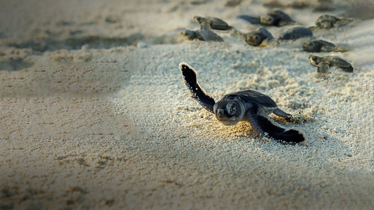Incredible Animal Journeys S01E05
