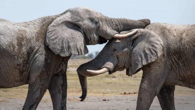 Africa: El corazón de la Tierra S01E05