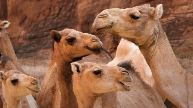 Africa: El corazón de la Tierra S01E04