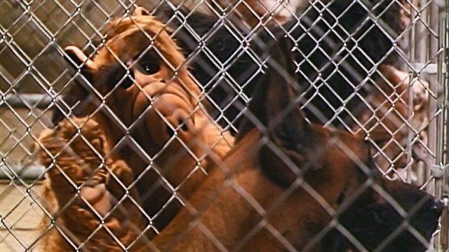 ALF S01E03