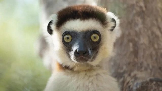 Africa: El corazón de la Tierra S01E03
